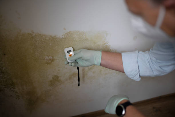 Best Attic Mold Remediation in Joshua Tree, CA